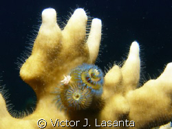 baby christmas tree in a fire coral at v.j.levels in parg... by Victor J. Lasanta 